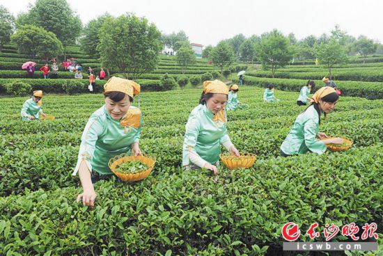 美丽乡村建设示范片区长沙县金井镇的茶园里,市民和游客跟随茶艺师采摘茶叶。 均为长沙晚报全媒体记者 邹麟 摄