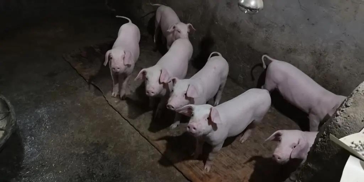 影像饶思庆原是虹桥镇天岳关村贫困户,2017年,他借钱购买了2头母猪,7