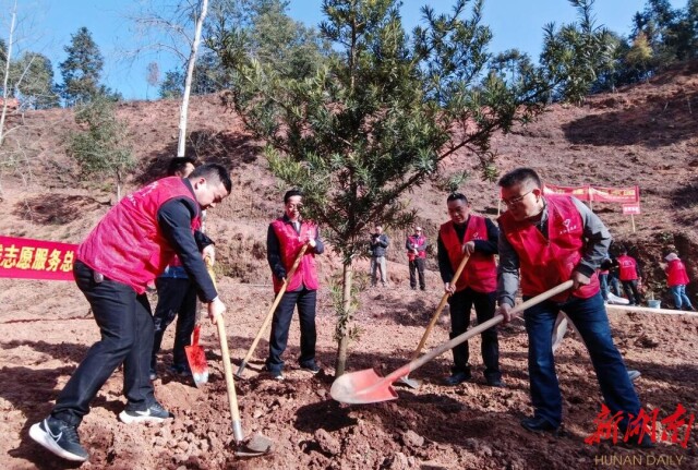 150亩,2万多株!平江这片楠木群比“中国第一楠木林”还大