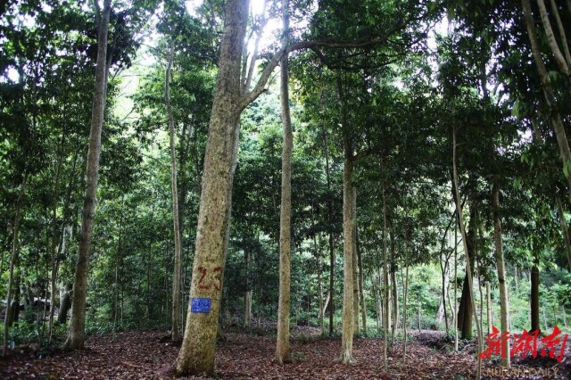 150亩,2万多株!平江这片楠木群比“中国第一楠木林”还大