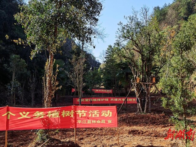 150亩,2万多株!平江这片楠木群比“中国第一楠木林”还大