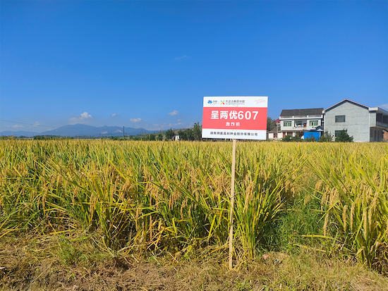 “呈两优607”示范田。曾燕摄