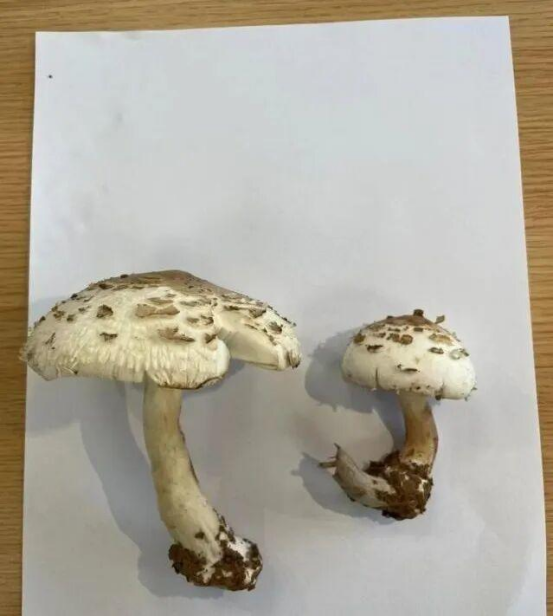 �����ֵ������衰Ģ�������壬���պ����Ұ��������ָ�ϣ�