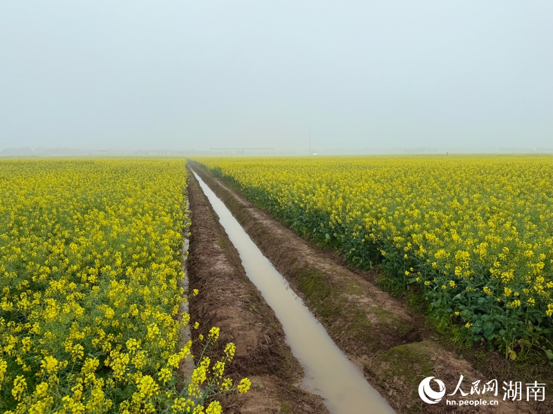 岳阳县中洲油菜大面积单产提升示范区。人民网记者 刘汕摄